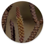 Cistanche